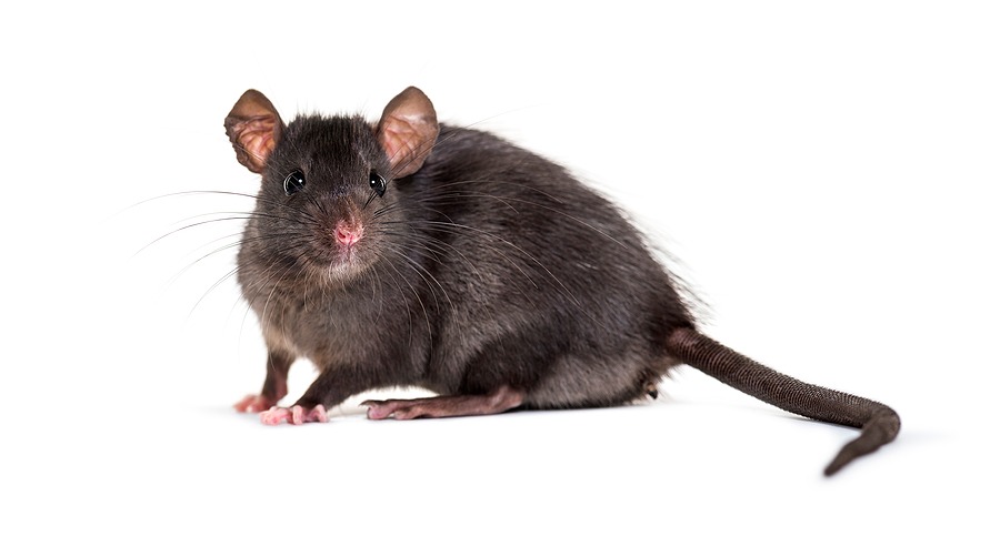 How do I get rid of Rats in my Garden? - Pest.co.uk