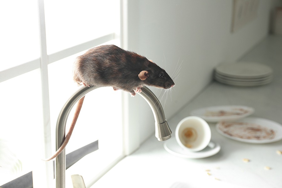 What attracts rats to your house? Rodent Control by Pest.co.uk