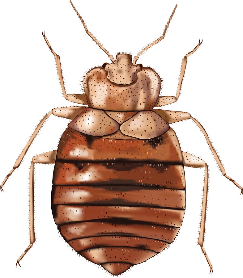 Common Bedbug - Vector Illustratiion