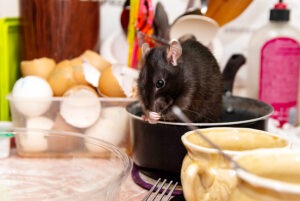 Rat in commercial kitchen